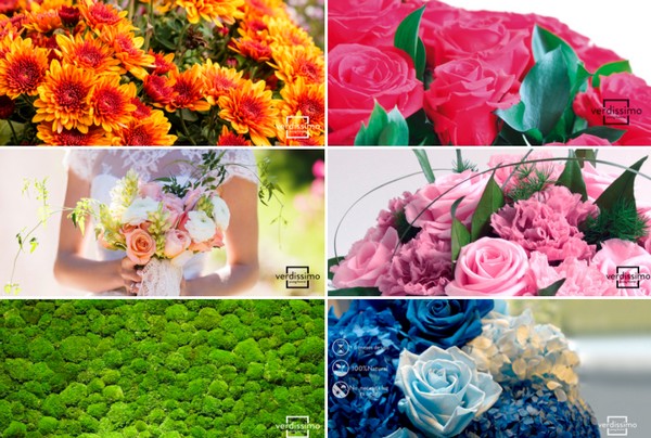 Where to buy preserved flowers?